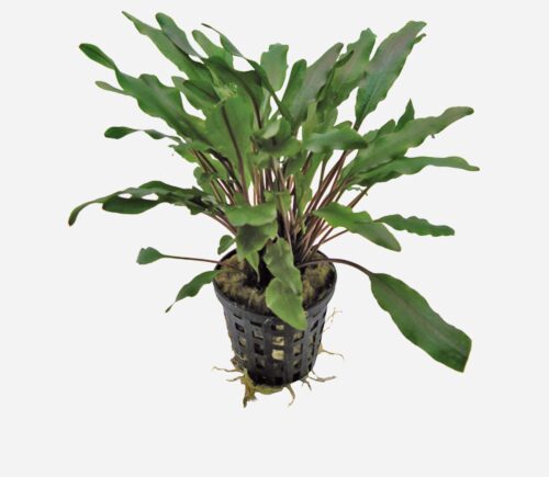 Cryptocoryne undulata (Verde)