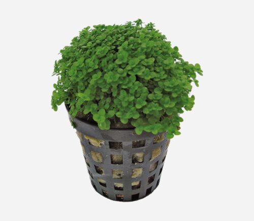 Hemianthus callitrichoides