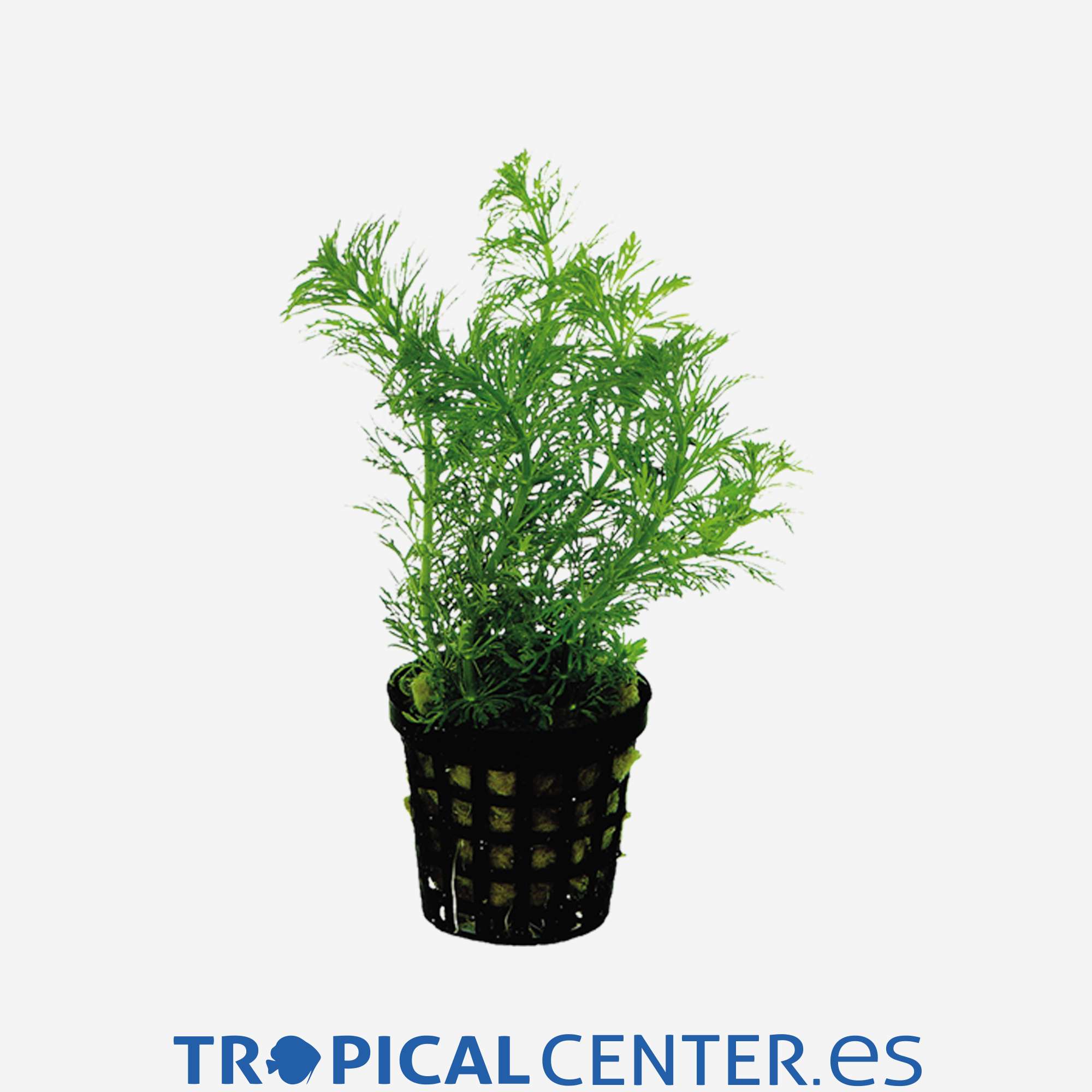 p104-limnophila-heterophylla_general_4173.jpg p104-limnophila-heterophylla_general_4173.jpg