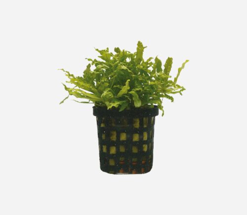Pogostemon helferi