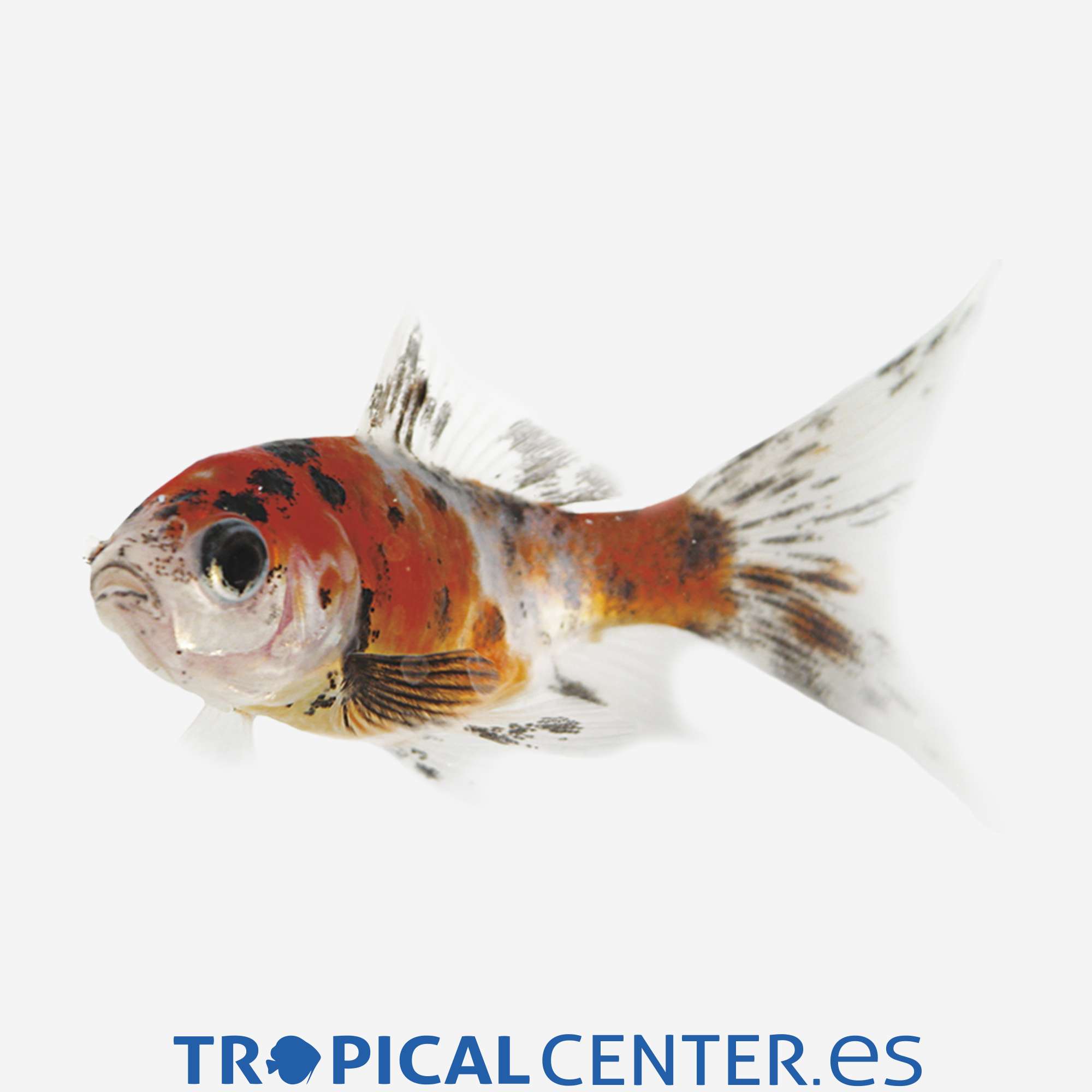 sh01-3-shubunkin_general_5037.jpg sh01-3-shubunkin_general_5037.jpg