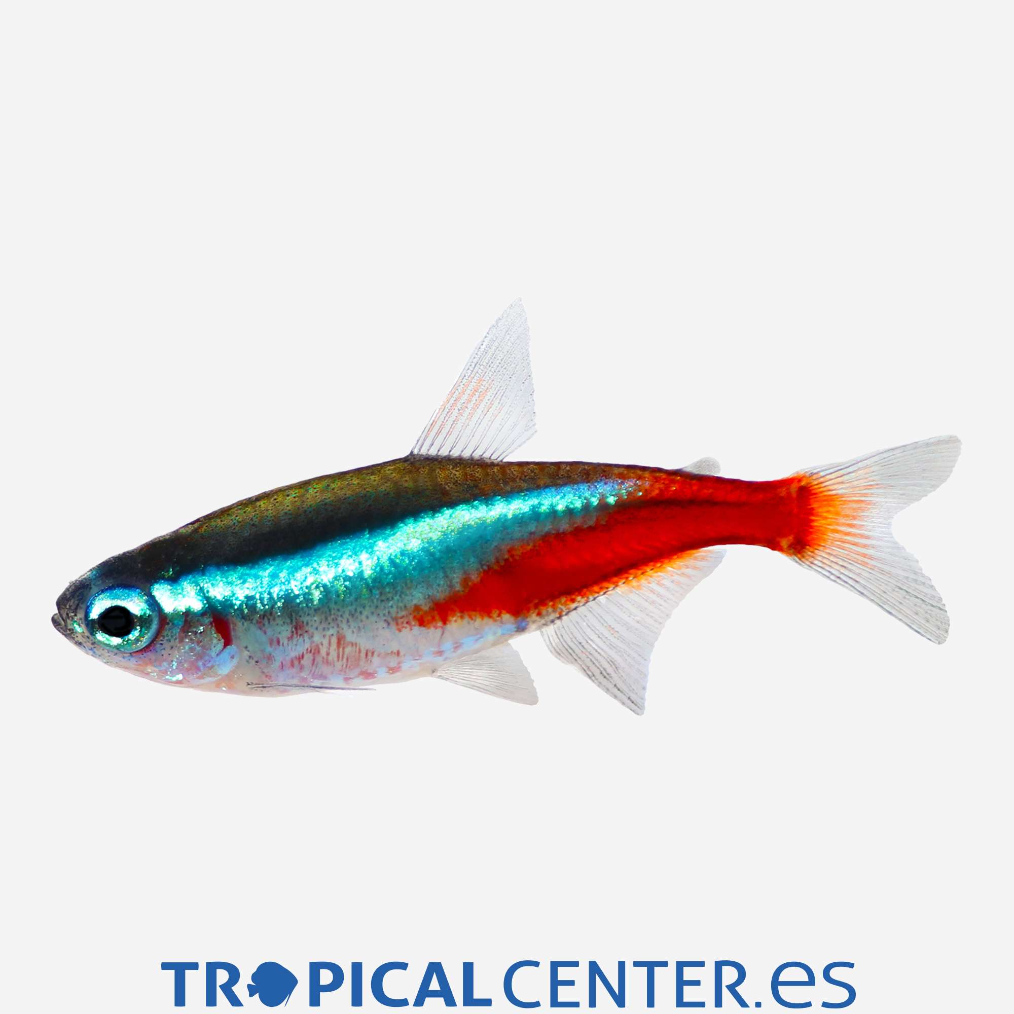 te13-2-neon-hqf_general_4185.jpg te13-2-neon-hqf_general_4185.jpg