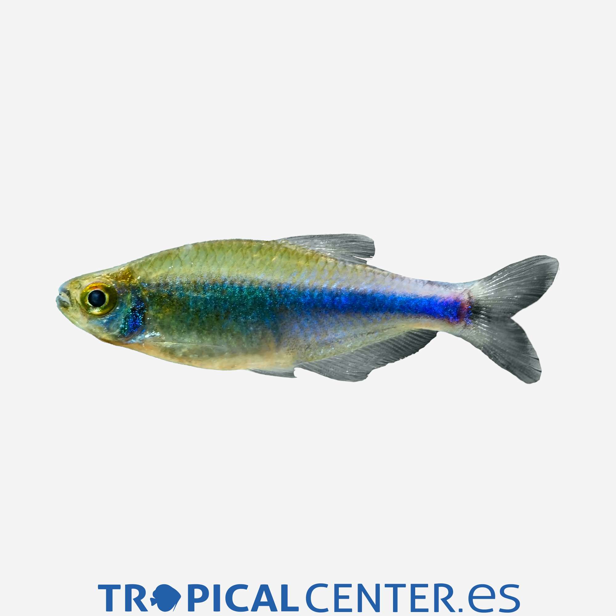 te42-1-tetra-azul_general_4691.jpg te42-1-tetra-azul_general_4691.jpg