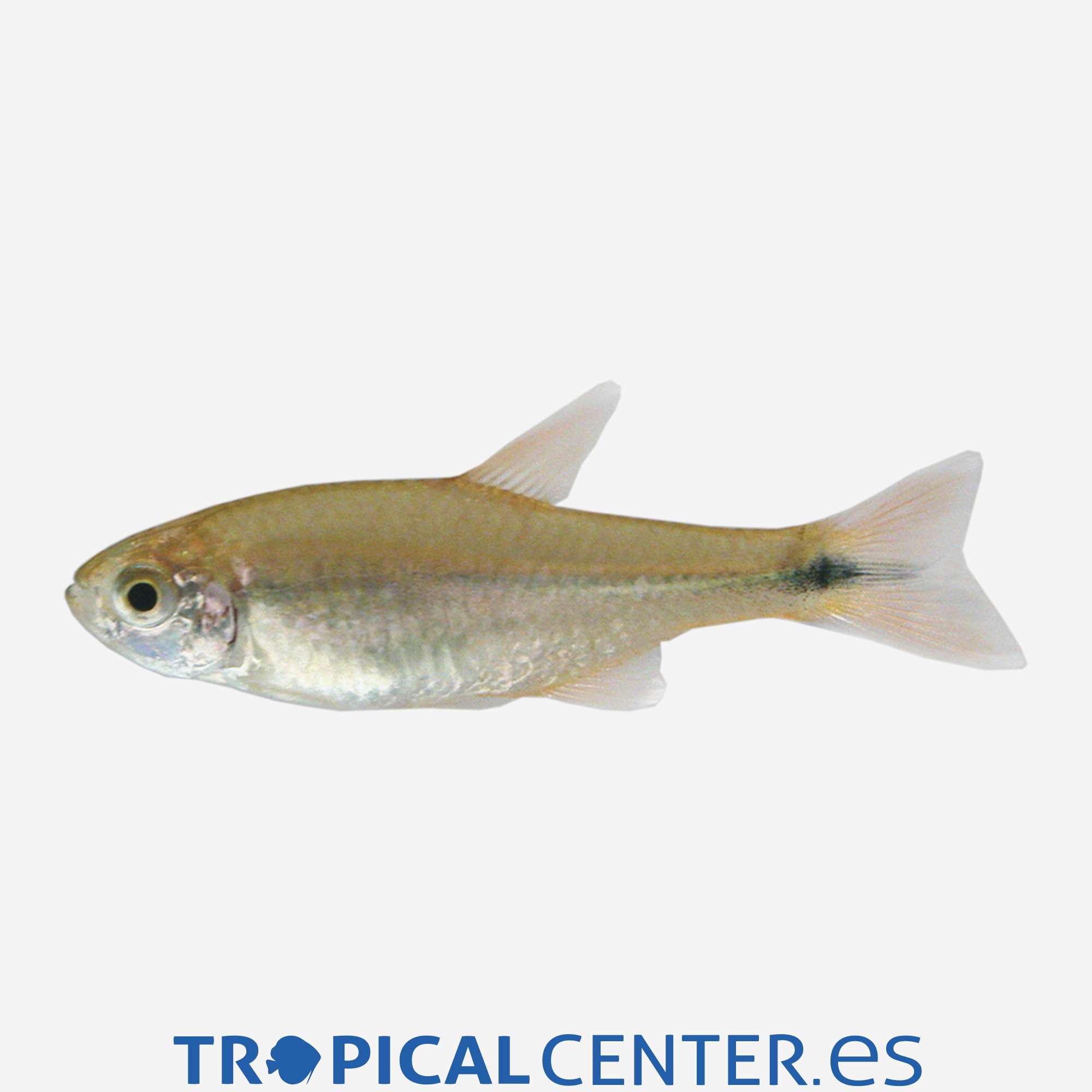 te48-0-tetra-cobre_general_3952.jpg te48-0-tetra-cobre_general_3952.jpg