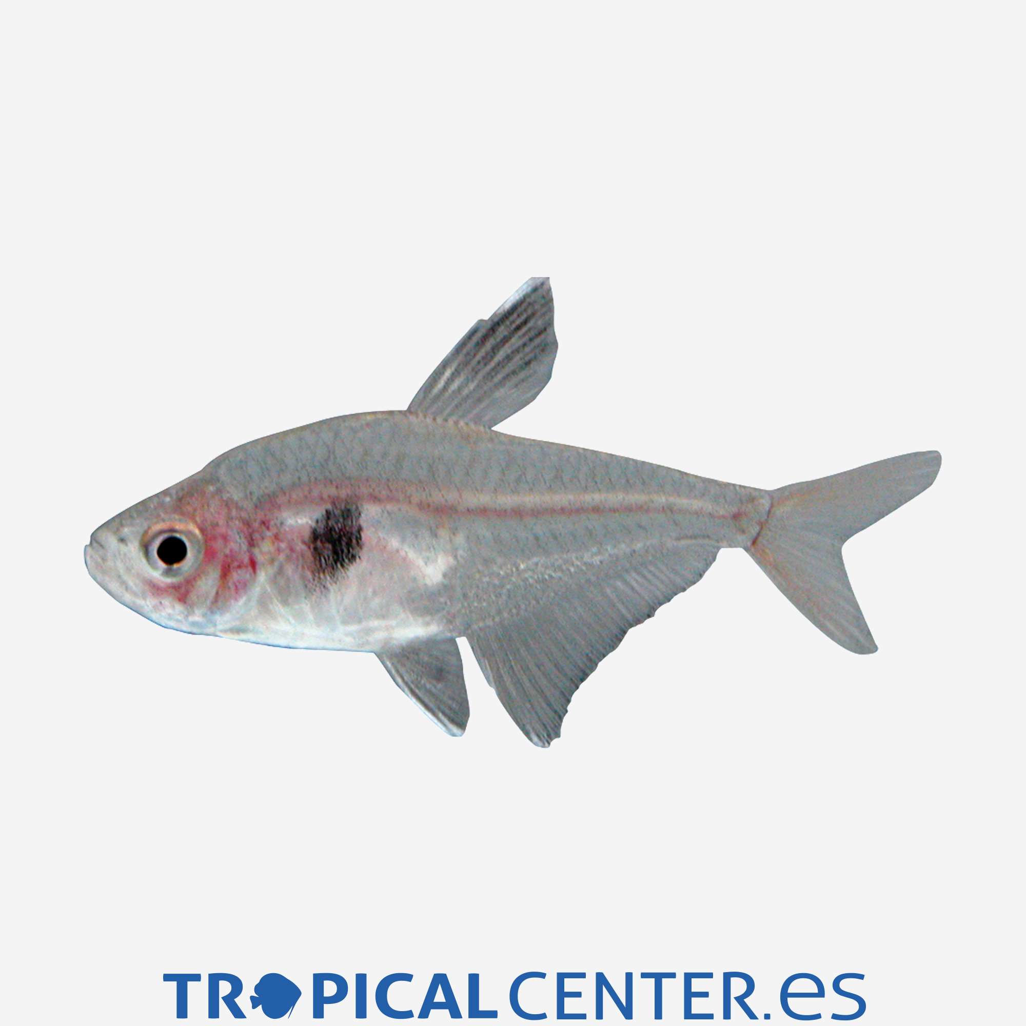 te62-4-tetra-fantasma-rojo_general_3957.jpg te62-4-tetra-fantasma-rojo_general_3957.jpg