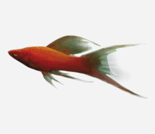 Xipho Lira Rojo