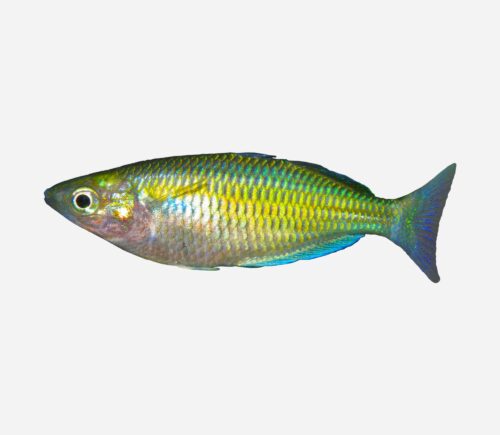 Pez arcoíris de Parkinson