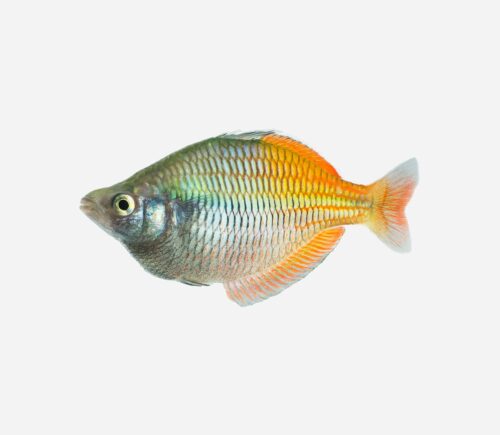 Pez arcoíris de Boeseman