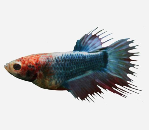 Betta Corona Surtida (hembra)