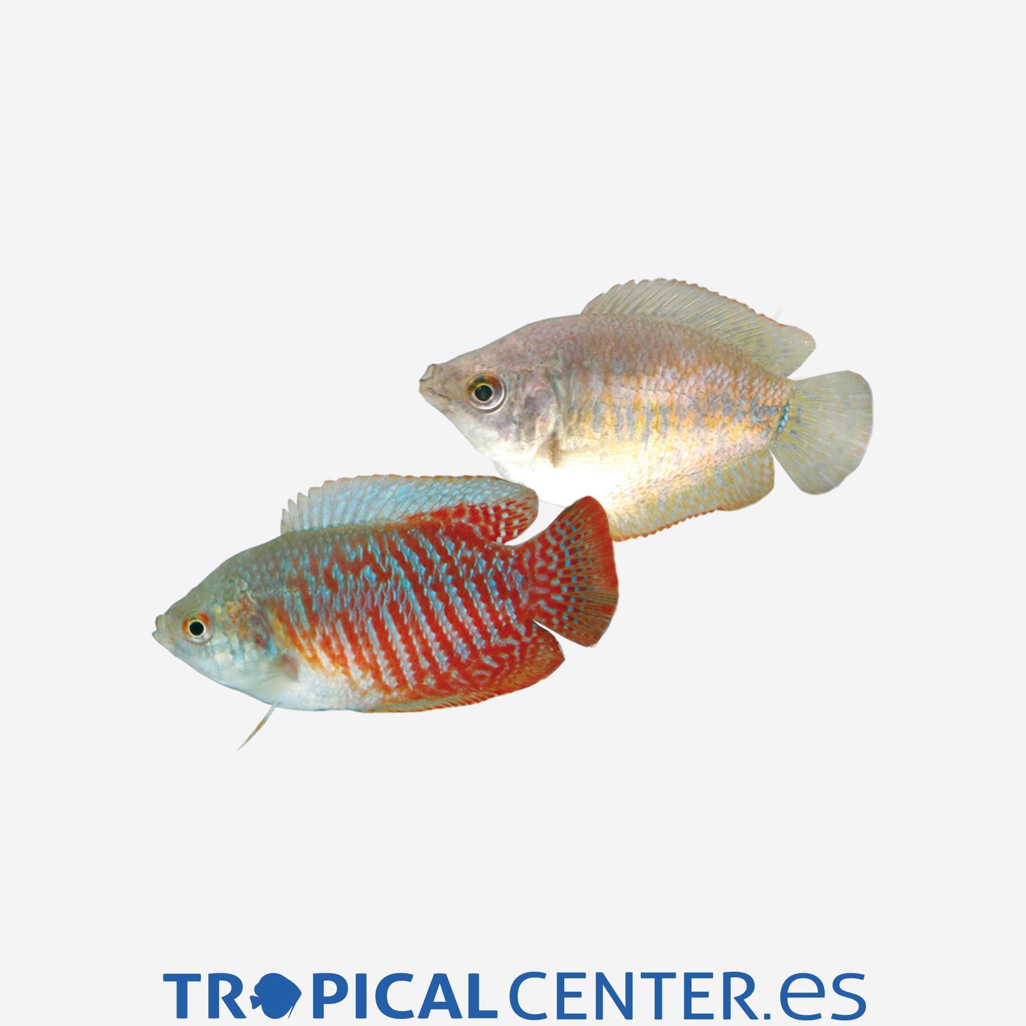 an101-1-colisa-lalia-parejas_general_4406.jpg an101-1-colisa-lalia-parejas_general_4406.jpg