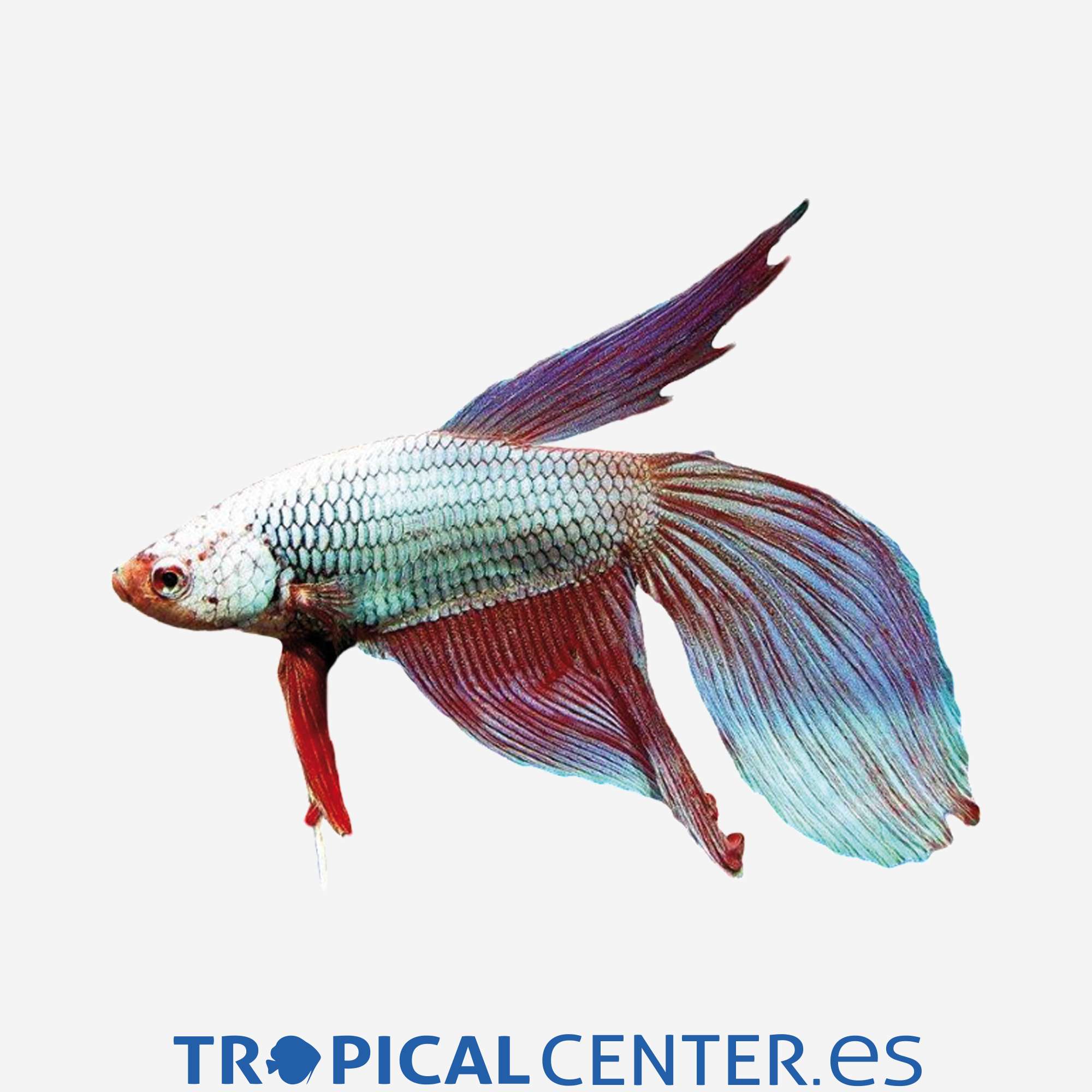 an127-0-betta-dragon-macho_general_4347.jpg an127-0-betta-dragon-macho_general_4347.jpg