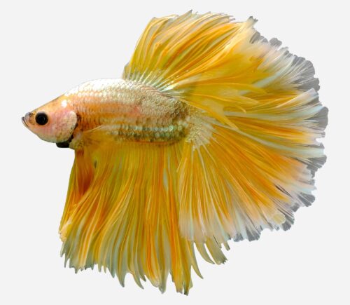 Betta Halfmoon Amarillo (macho)