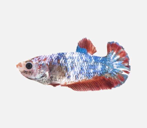 Betta Plakat Surtida (hembra)
