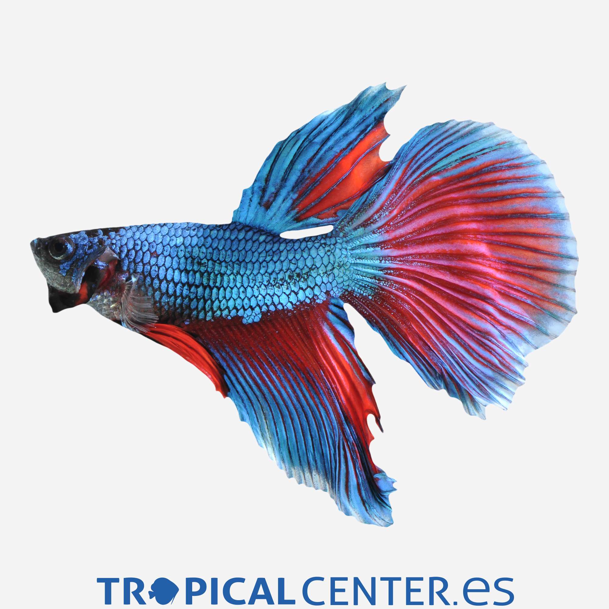 an41-2-betta-surtido-macho_general_3294.jpg an41-2-betta-surtido-macho_general_3294.jpg