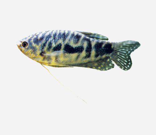 Gurami azul Cosby 💎HQF💎