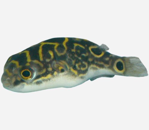 Pez globo figura de 8