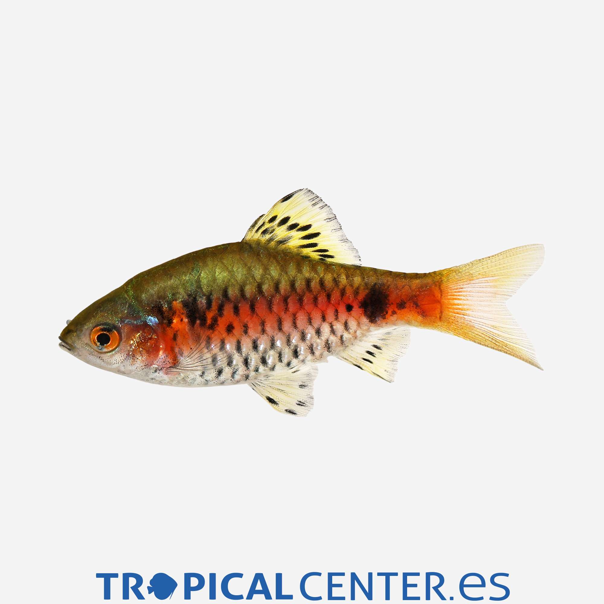 ba20-3-barbo-odessa-hqf_general_3346.jpg ba20-3-barbo-odessa-hqf_general_3346.jpg