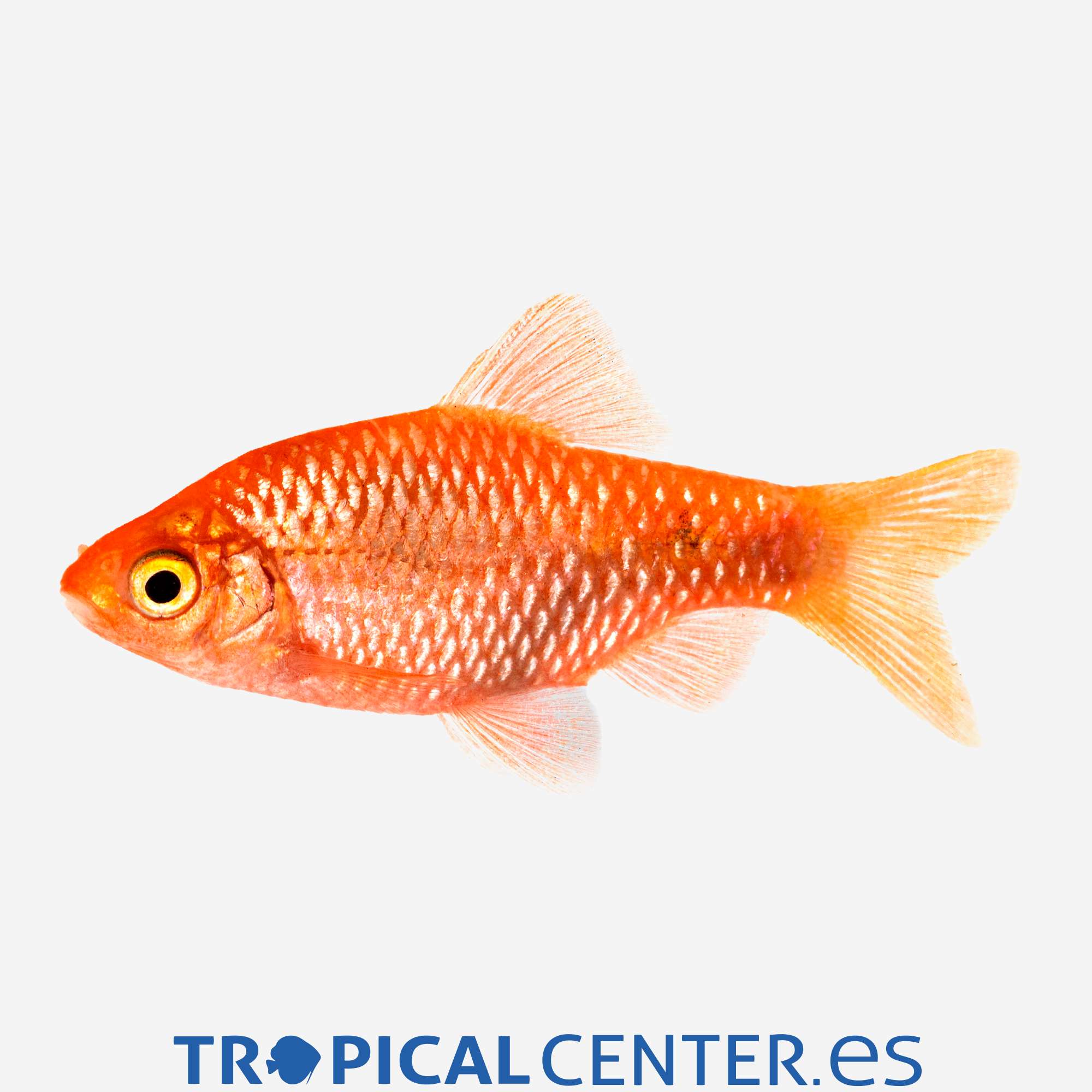 ba27-03-barbo-rosado_general_5268.jpg ba27-03-barbo-rosado_general_5268.jpg