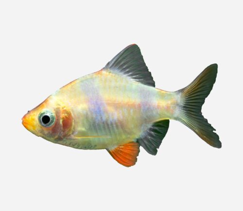 Barbo tetrazona Albino