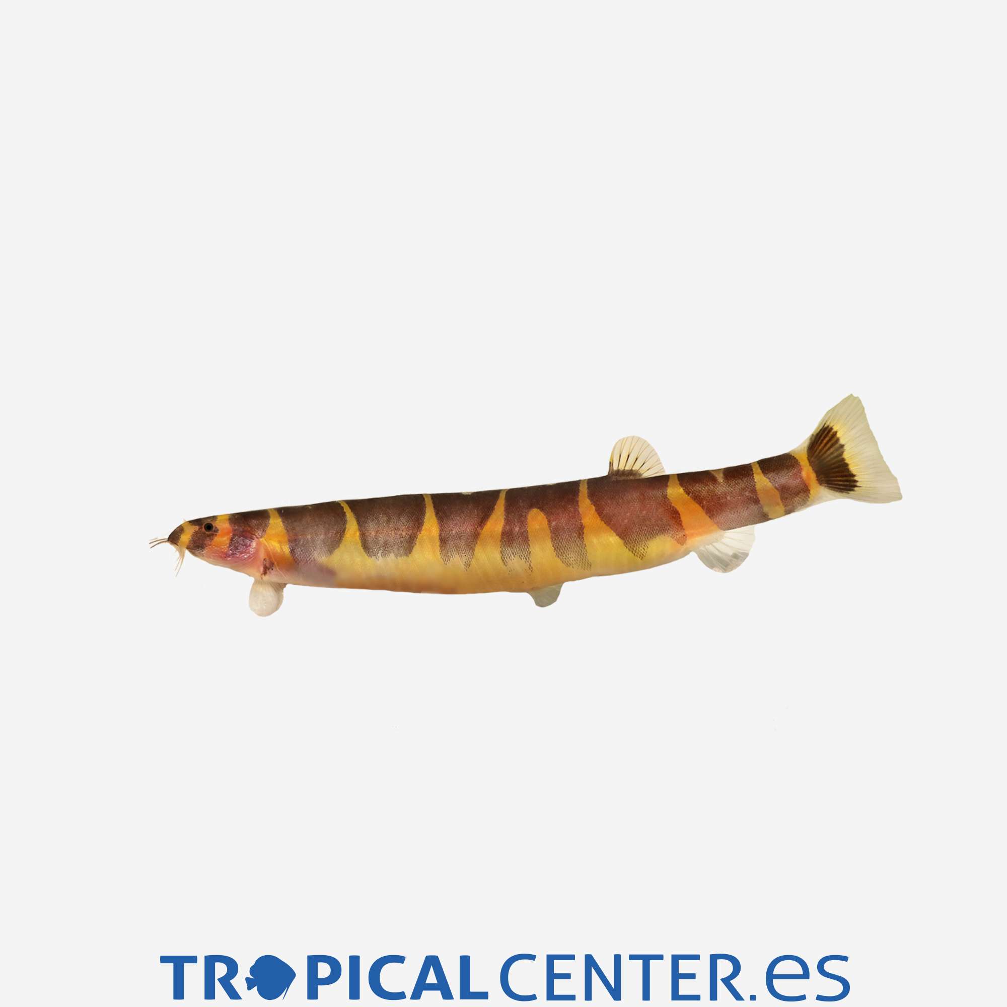 bo34-0-kuhli_general_3371.jpg bo34-0-kuhli_general_3371.jpg