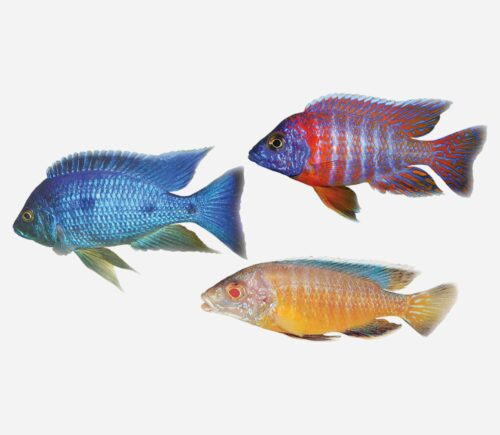 Aulonocara Surtido 💎HQF💎