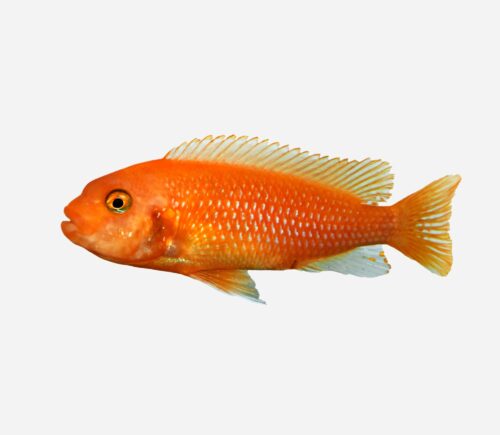 Cíclido cebra  Rojo