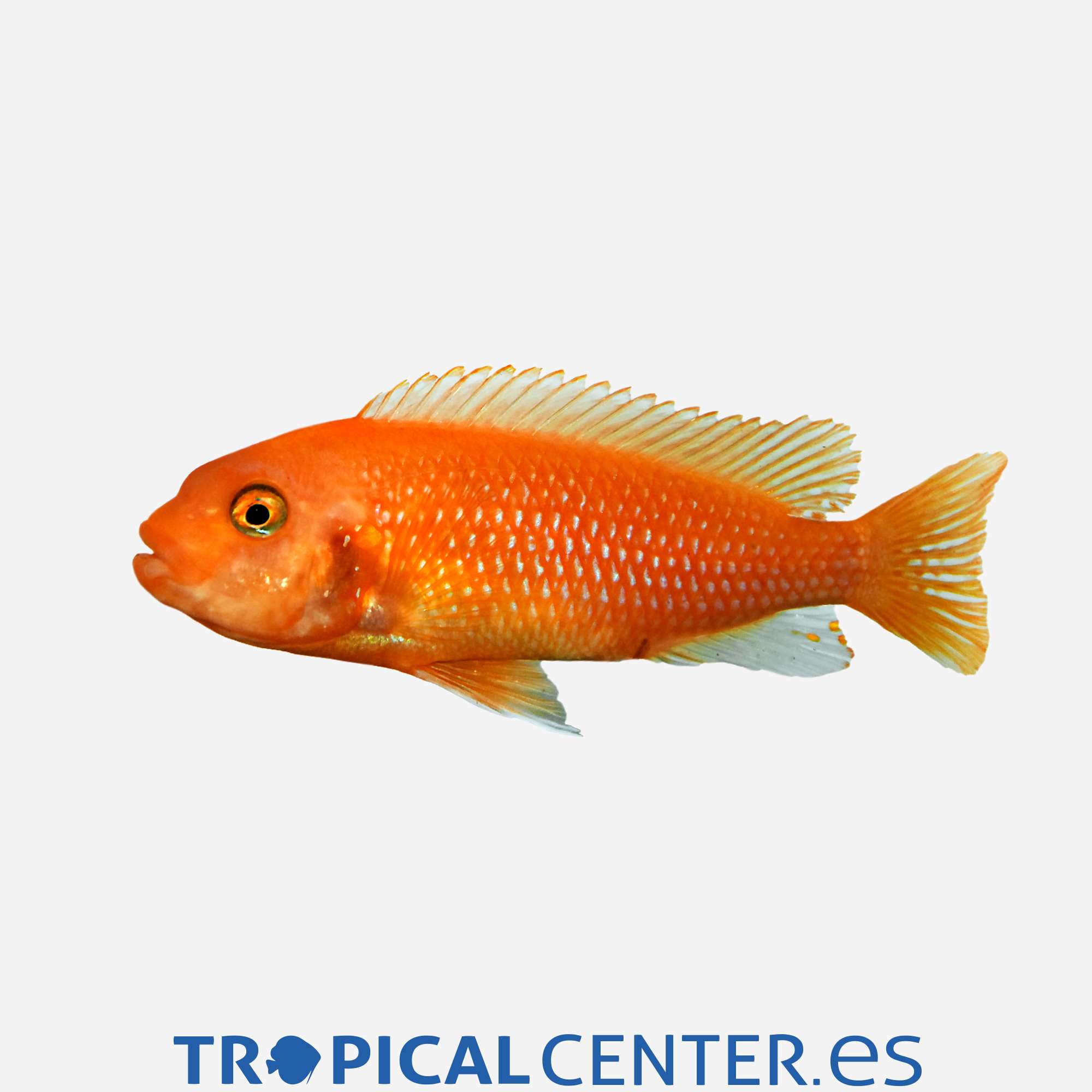 ca29-11-ciclido-cebra-rojo_general_4901.jpg ca29-11-ciclido-cebra-rojo_general_4901.jpg