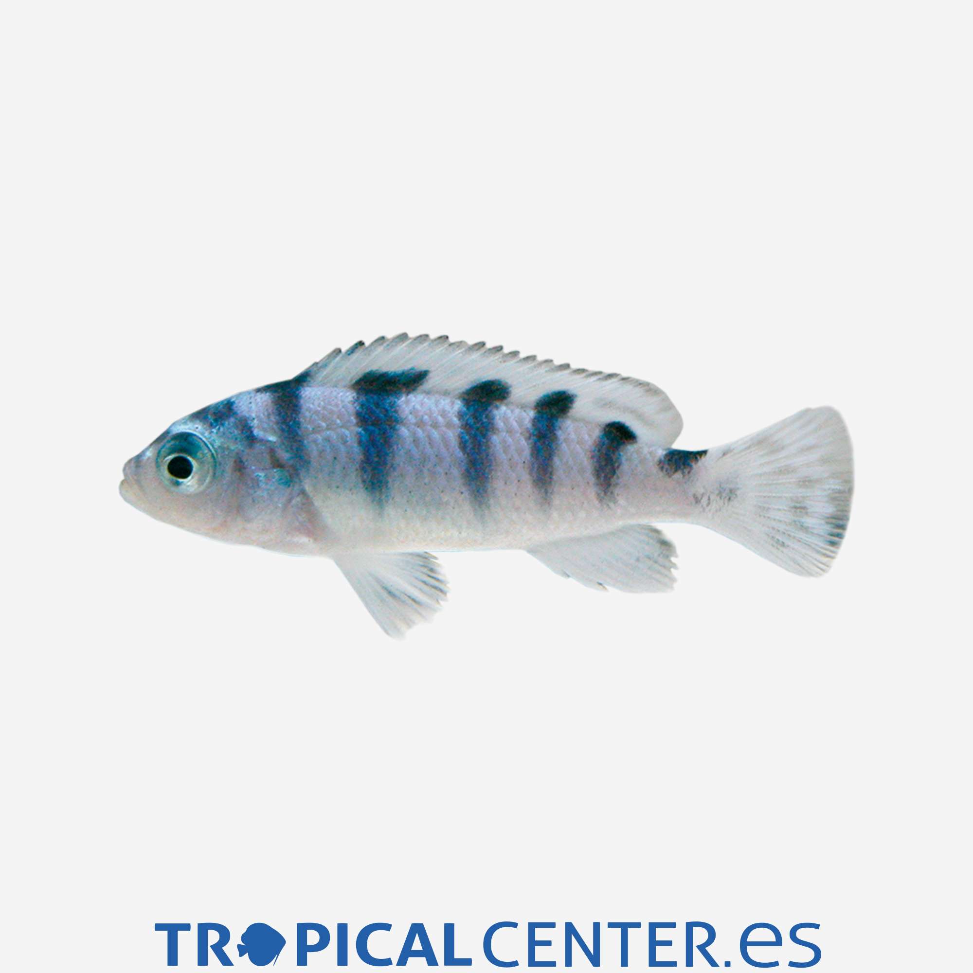 ca72-2-lombardoi_general_3405.jpg ca72-2-lombardoi_general_3405.jpg