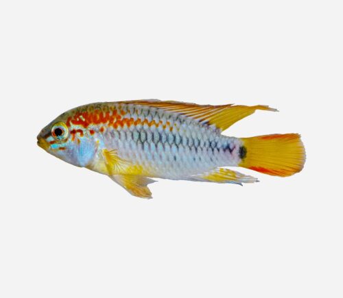 Cíclido enano Viejita 💎HQF💎