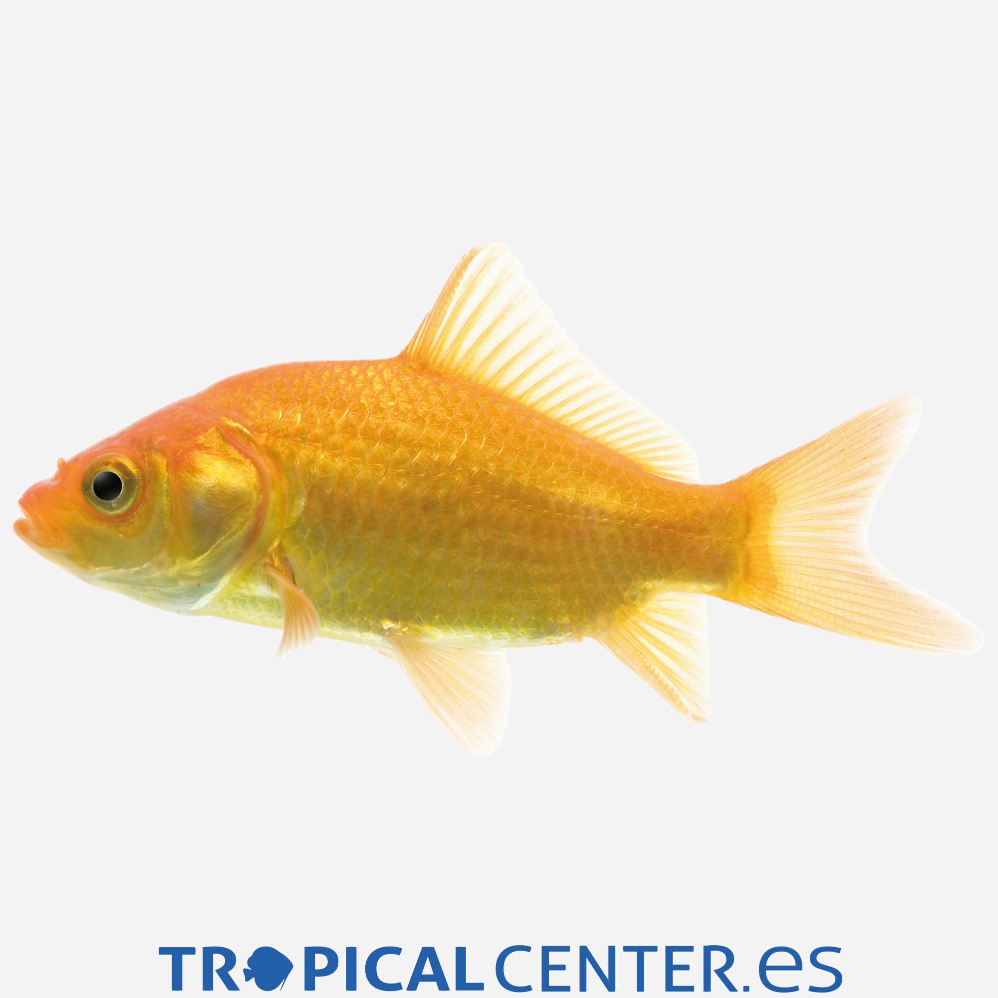 cr02-1-cometa-amarillo_general_4895.jpg cr02-1-cometa-amarillo_general_4895.jpg