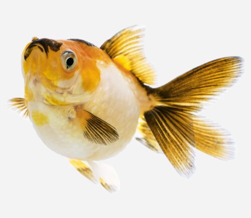 Escama perlada Amarillo