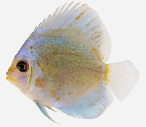 Disco Azul diamante 💎HQF💎