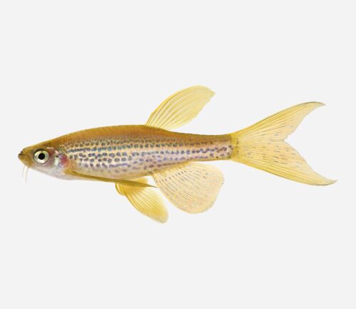 Cebrita  Leopardo velo 💎HQF💎