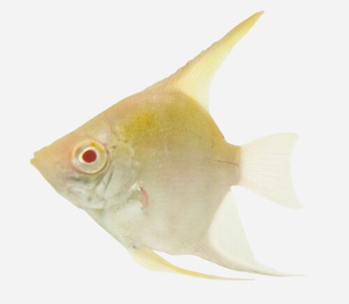 Escalar Angelicus oro