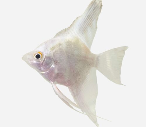 Escalar Platino silver black fin