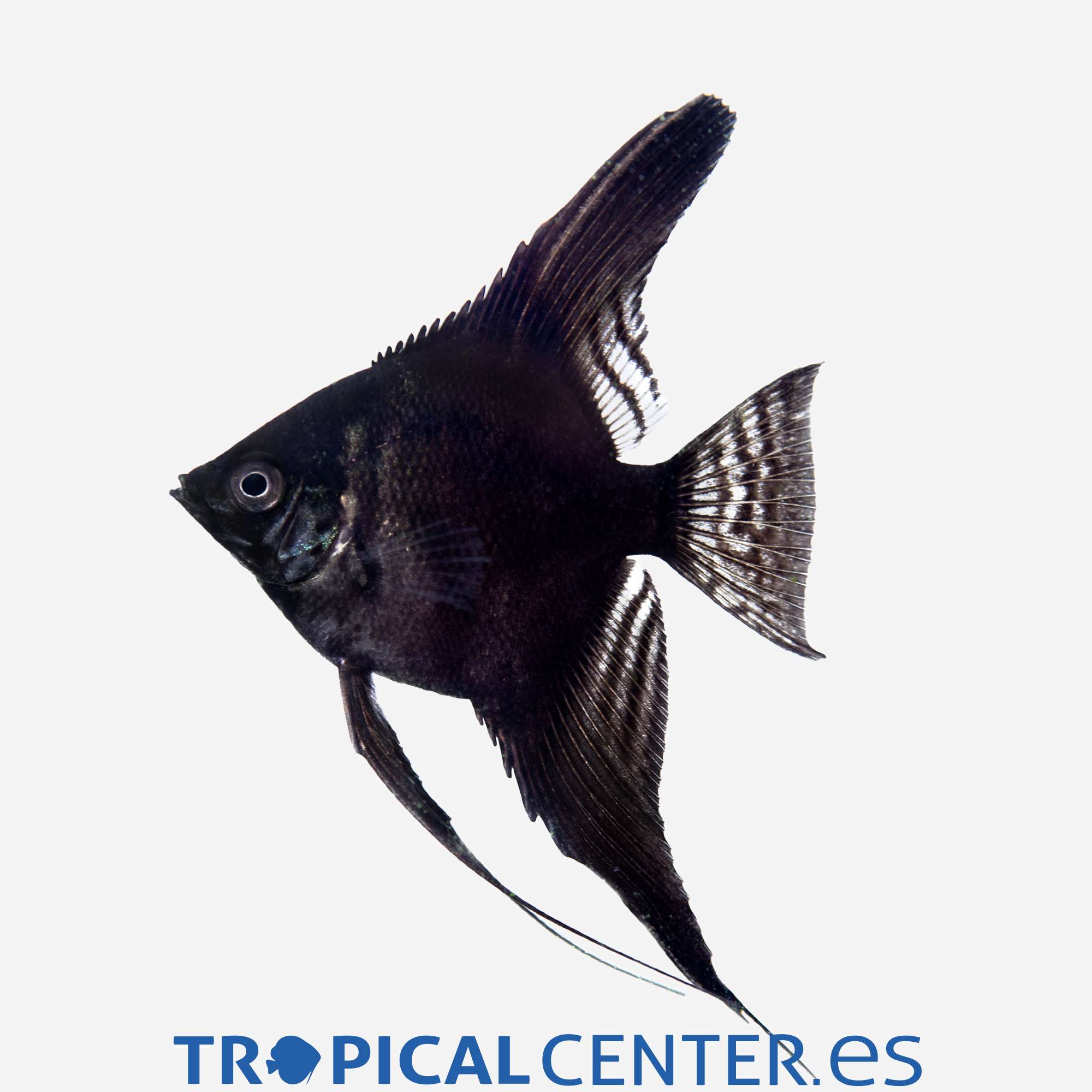 es25-2-escalar-negro_general_5201.jpg es25-2-escalar-negro_general_5201.jpg