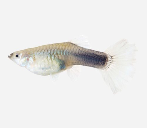 Guppy  Surtida (hembra)