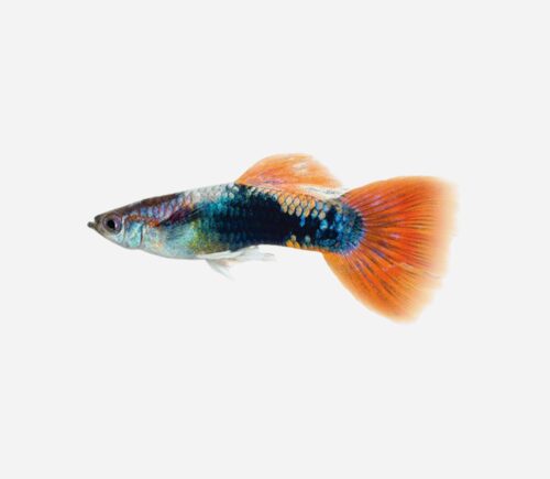 Guppy Rojo turquesa (macho)