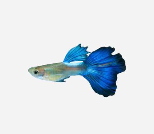 Guppy Neón azul 💎HQF💎 (macho)