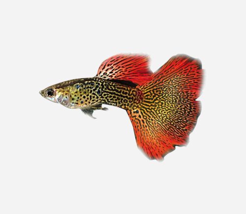 Guppy Cobra rojo 💎HQF💎