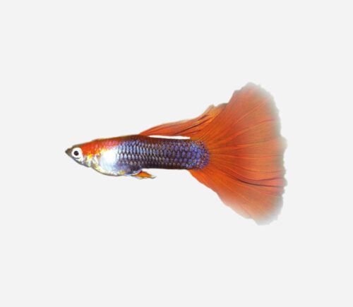 Guppy Rojo tuxedo 💎HQF💎 (macho)