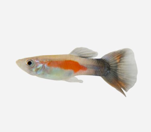 Guppy Reina púrpura (macho)