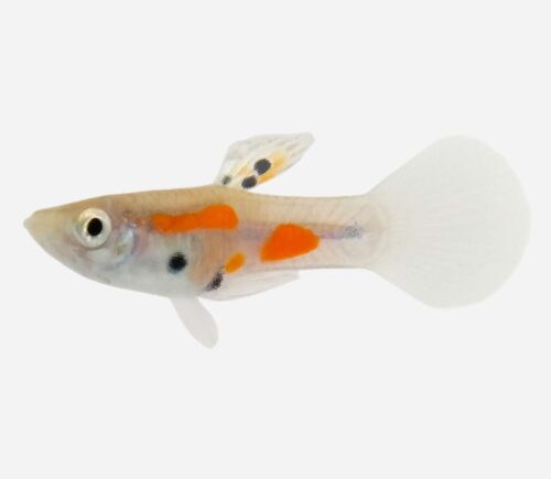 Guppy endler Calicó (macho)