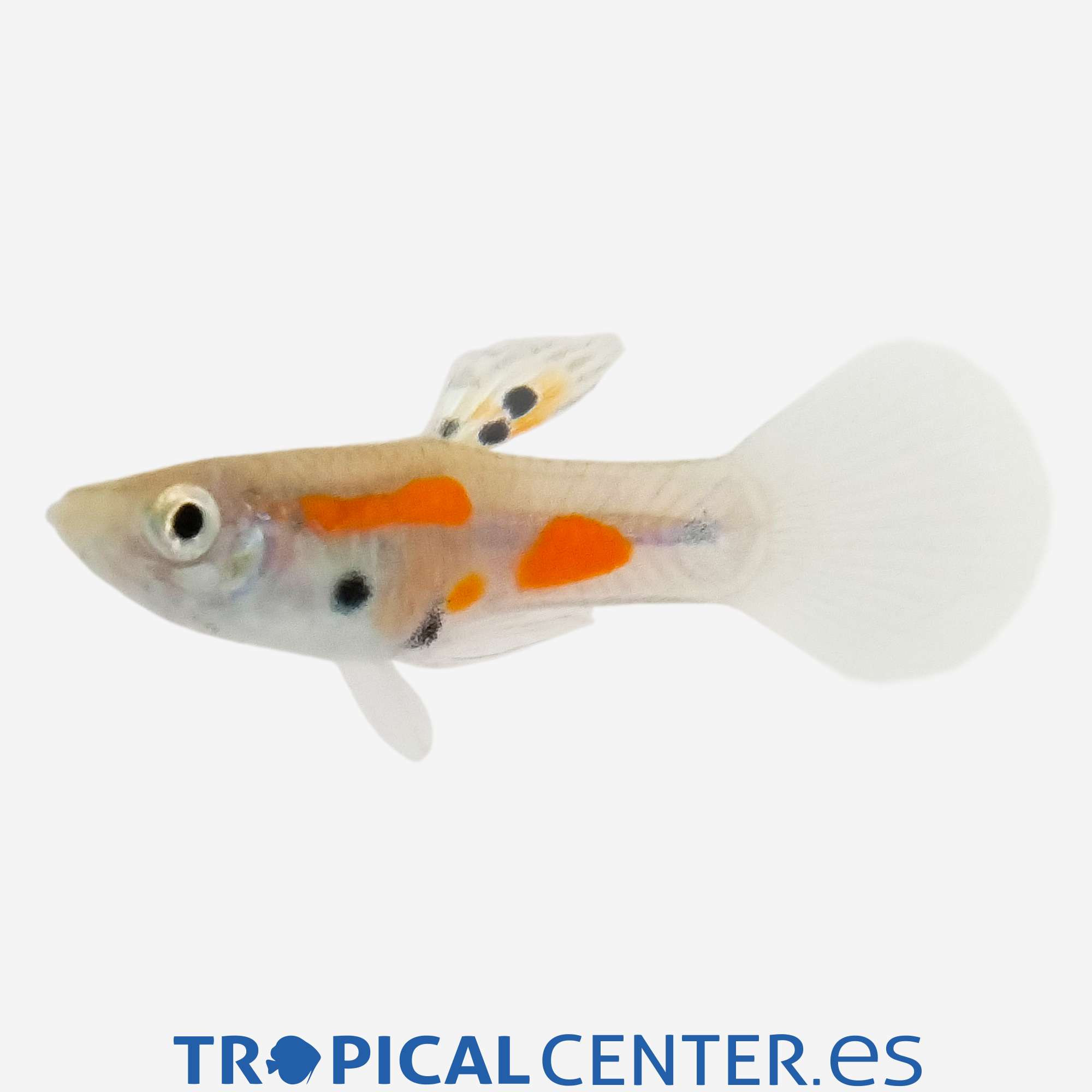 gu431-1-guppy-endler-calico-macho_general_5423.jpg gu431-1-guppy-endler-calico-macho_general_5423.jpg
