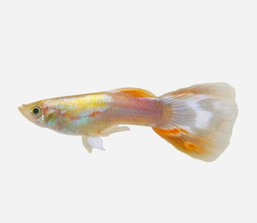 Guppy Mariposa (macho)