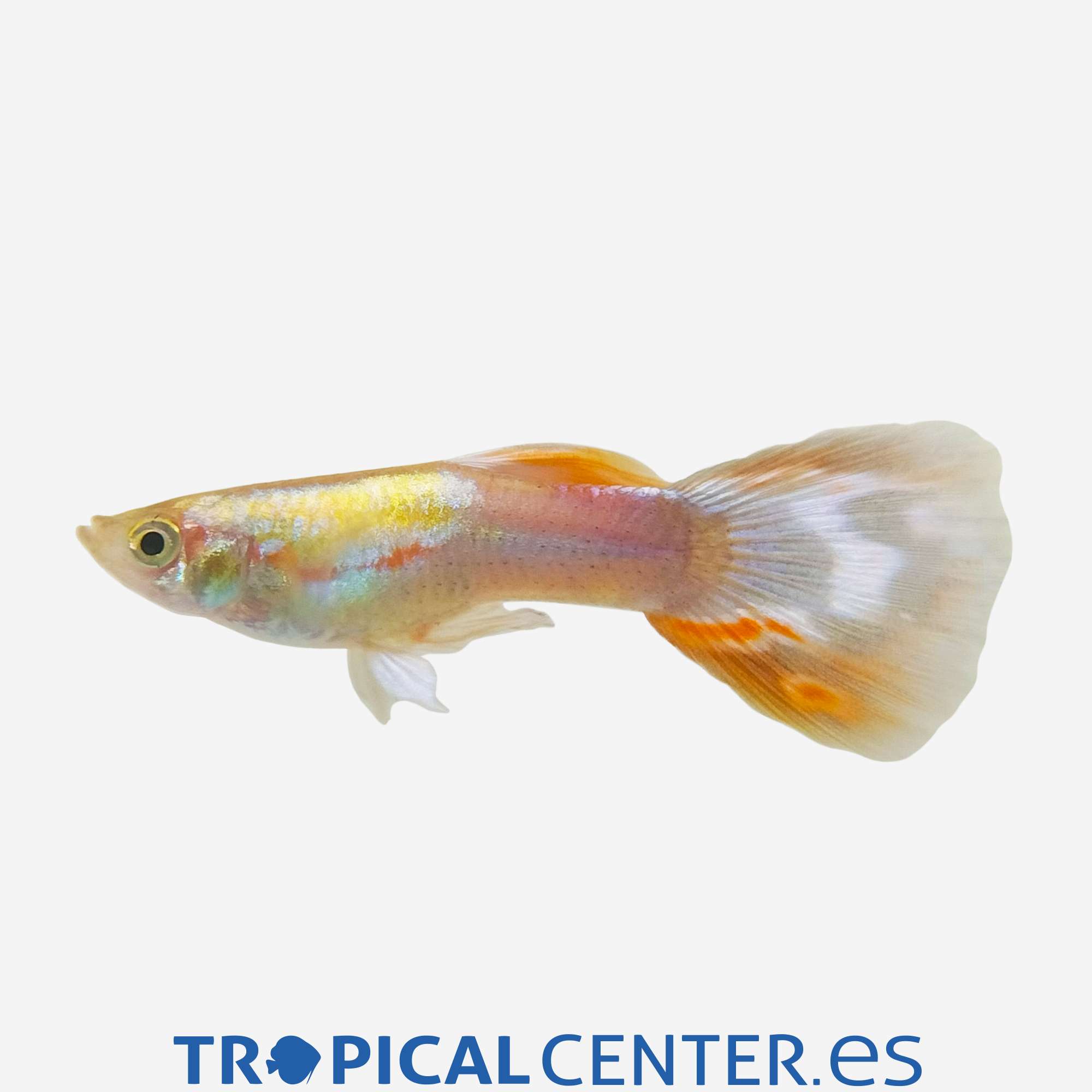 gu435-0-guppy-mariposa-macho_general_5578.jpg gu435-0-guppy-mariposa-macho_general_5578.jpg