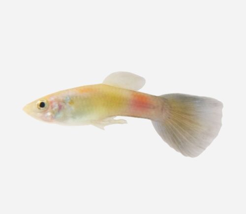 Guppy Amarillo verde Moscú (macho)