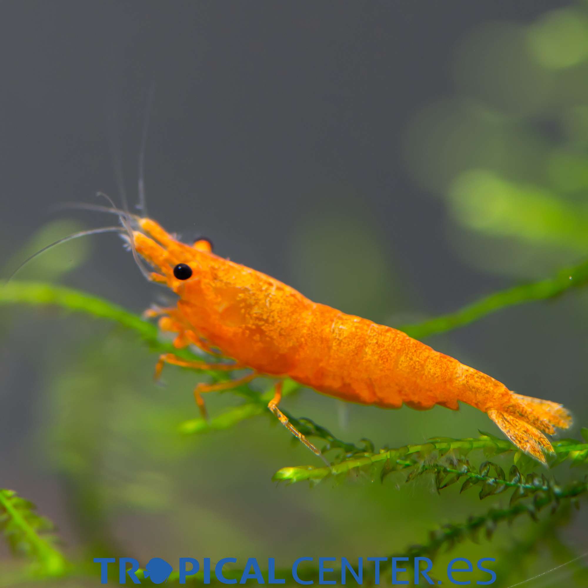 iv92-gamba-naranja_general_5182.jpg iv92-gamba-naranja_general_5182.jpg