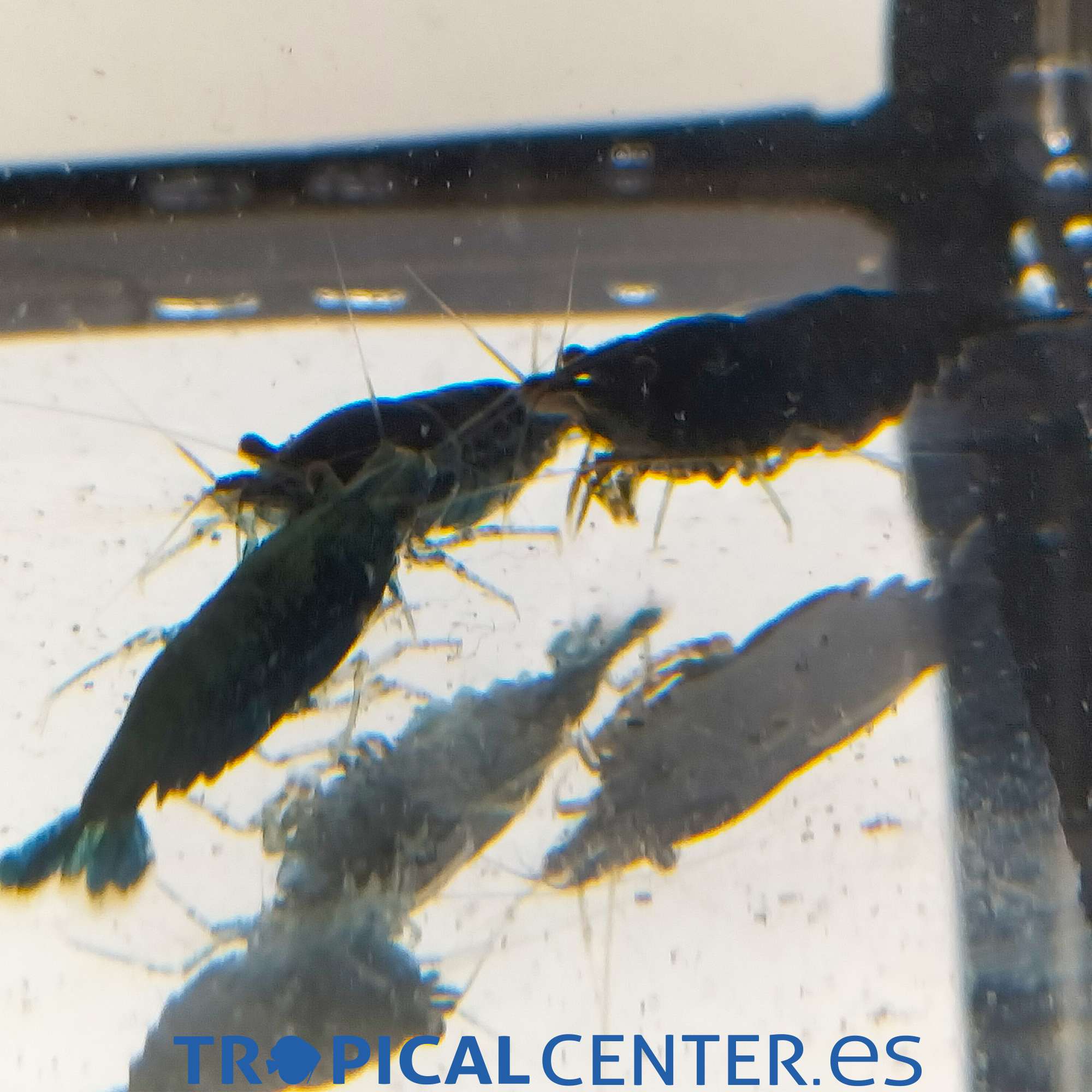 iv97-2-gamba-super-blue_general_5586.jpg iv97-2-gamba-super-blue_general_5586.jpg