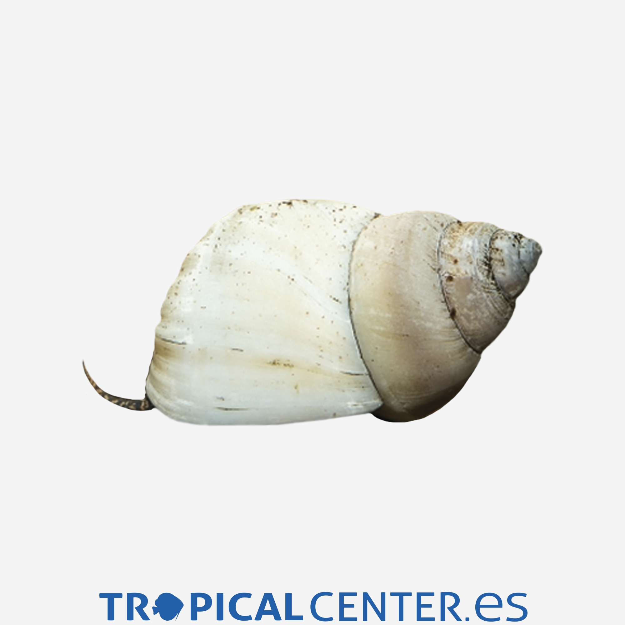 iv99-0-caracol-wizard-white_general_3687.jpg iv99-0-caracol-wizard-white_general_3687.jpg